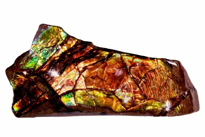 Iridescent Ammolite (Fossil Ammonite Shell) - Alberta #258267
